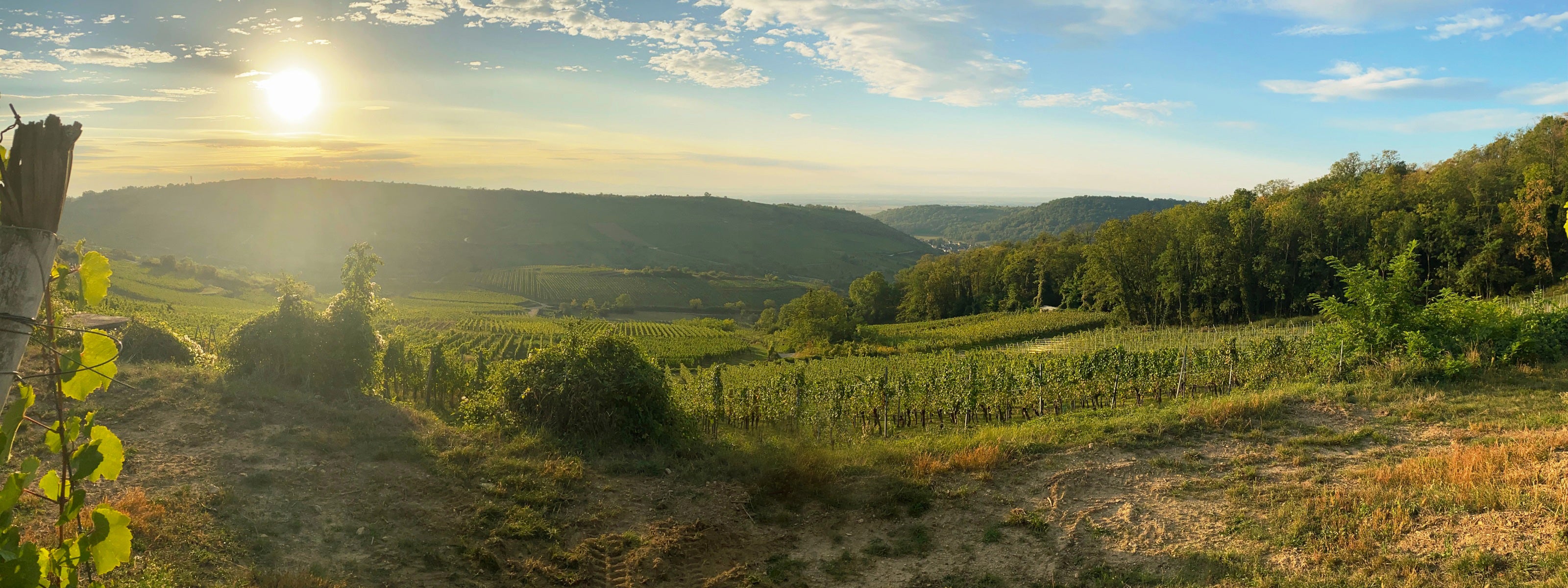 Vignoble en alsace