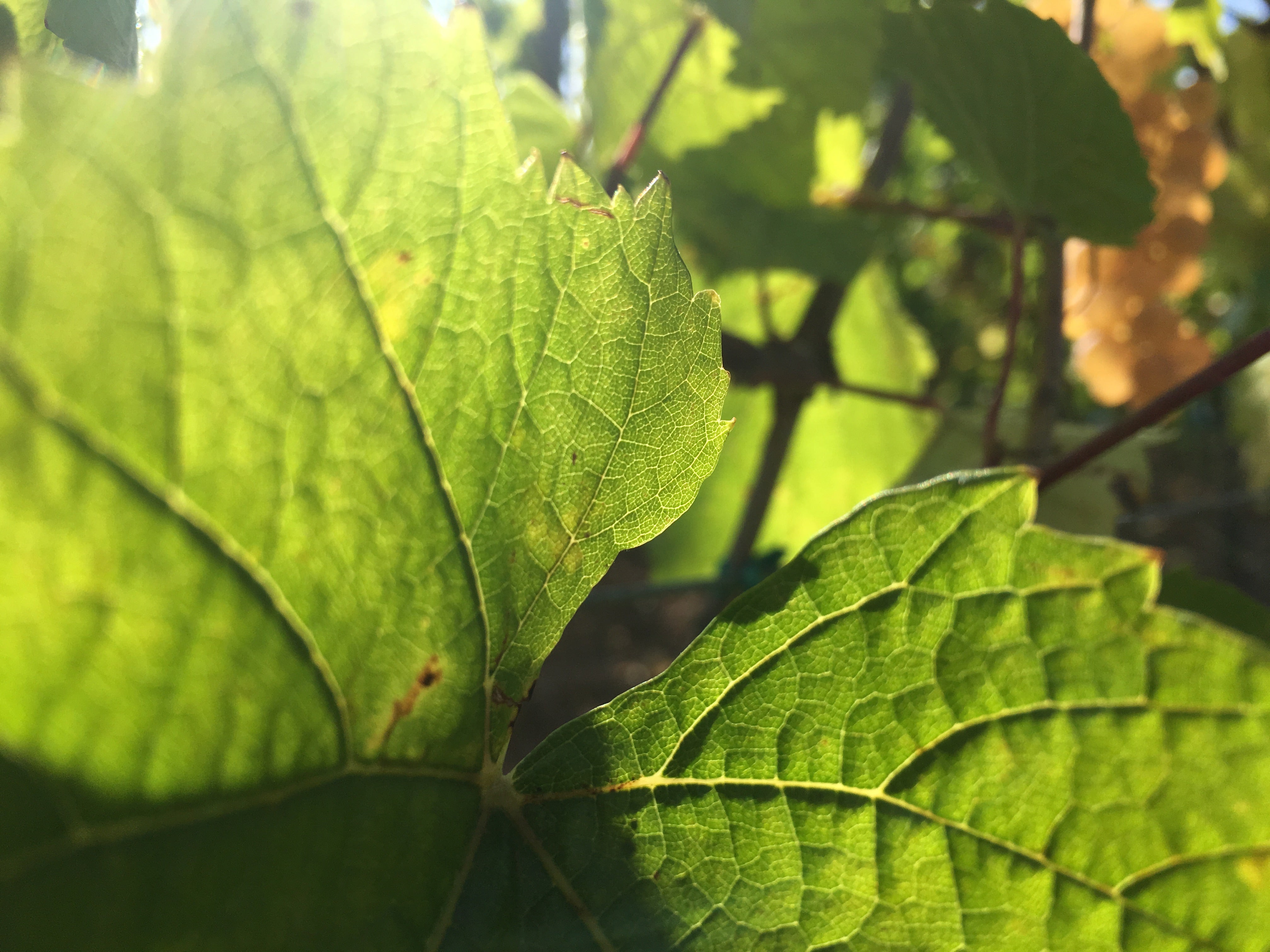 Feuille de vigne